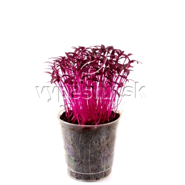 Amarant Red  Amaranthus caudatus red 100 g